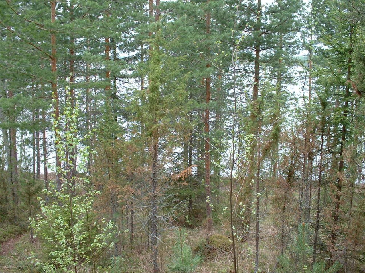 Pitkaeniemen Lomamoekit Villa Joutsa Luaran gambar